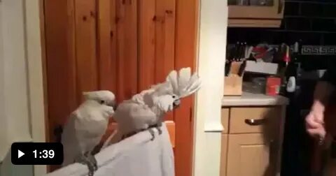Видео попугай танцует под