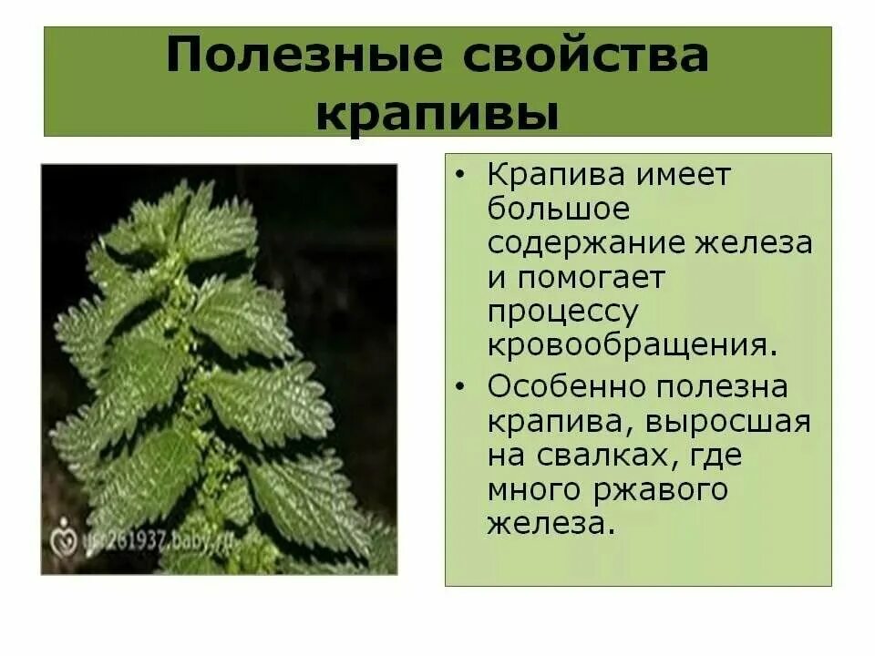 Какие свойства крапивы