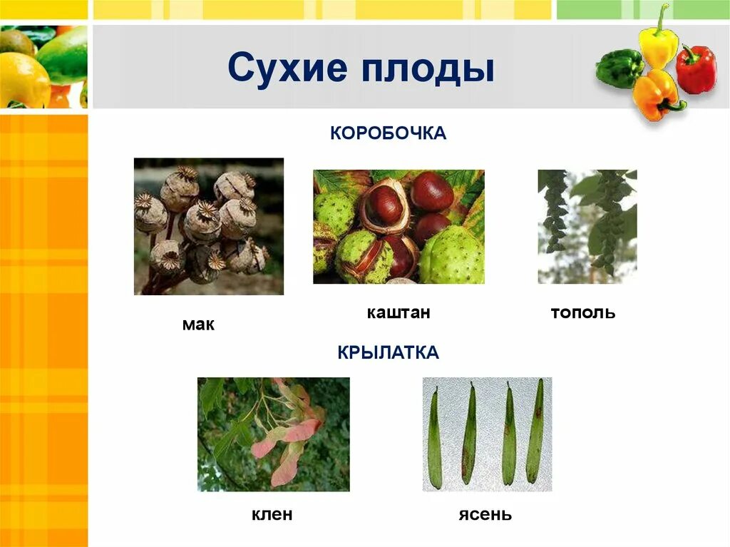 Тест по биологии плоды тема плоды. Сухой многосемянный плод биология 6 класс. Сухие плоды биология 6 класс. Типы сухих плодов биология 6 класс. Сухие односемянные плоды биология 6 класс.