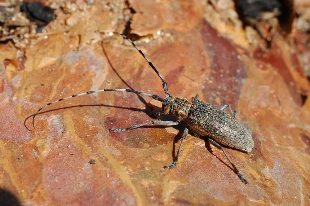 жук усач сосновый. жук короед усач. жук усач monochamus. жук усач оранжевый. жук чёрный сосновый усач.
