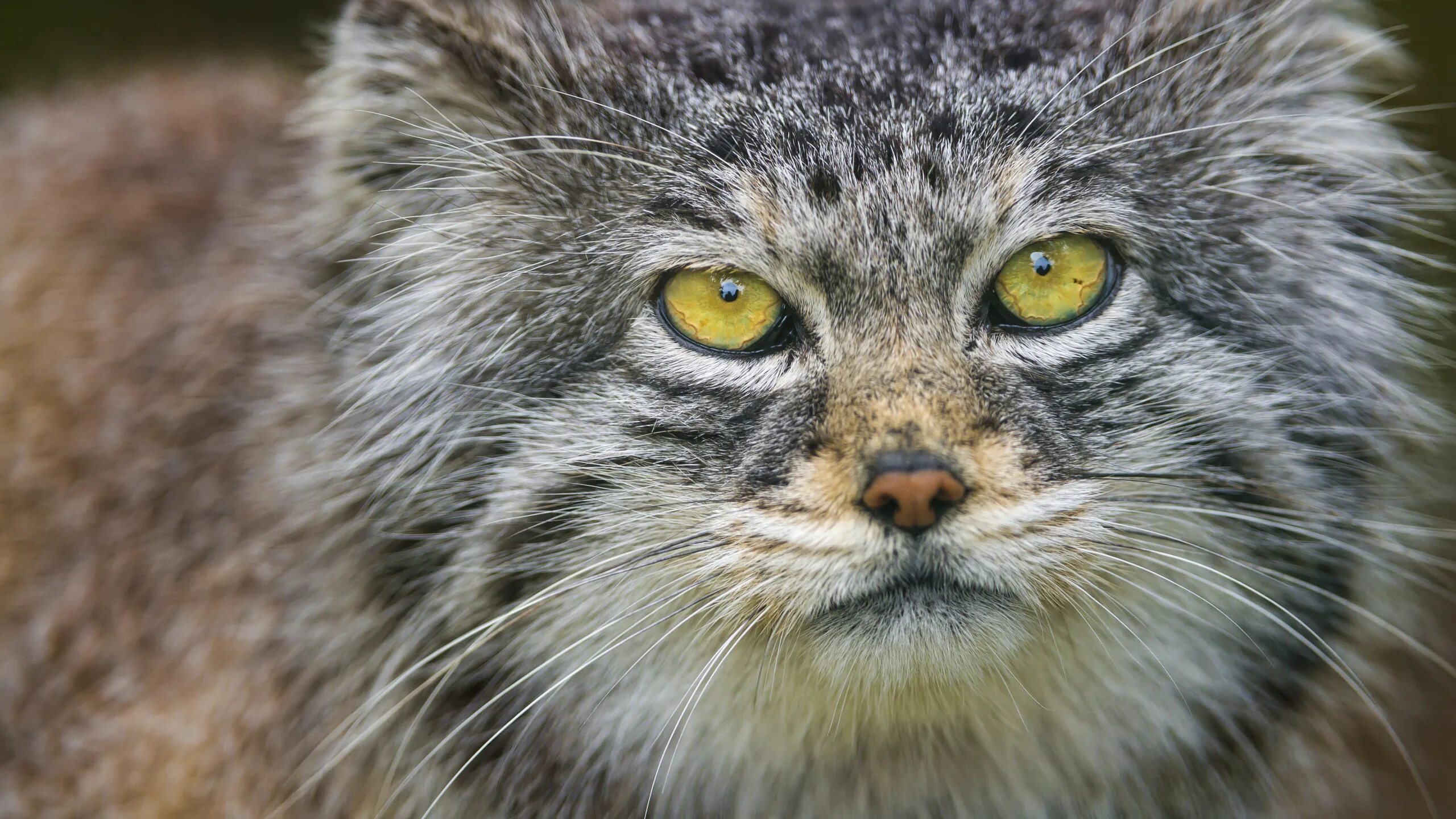 Мануалы cat