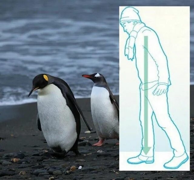 Как выглядят ноги пингвина King Penguin South Atlantic Animal facts interesting, King penguin, Animal facts