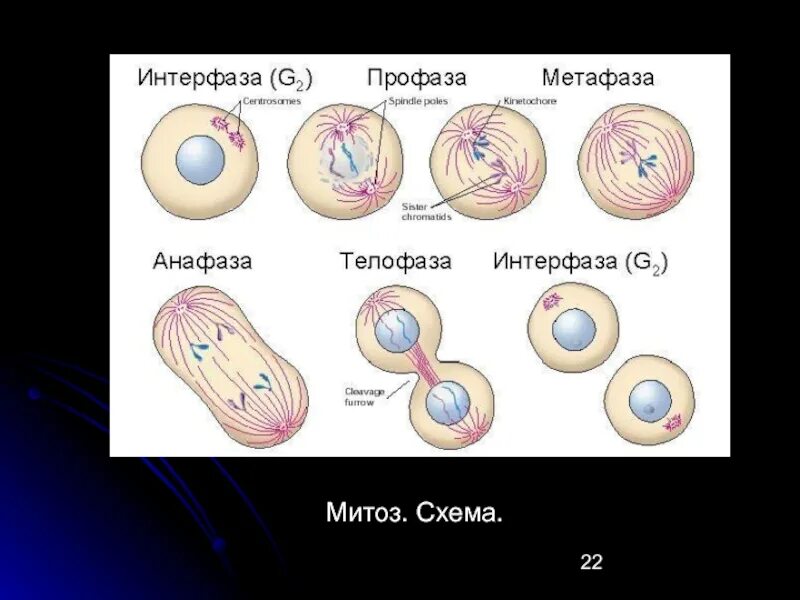 Таблица профаза метафаза анафаза телофаза характеристика Photos ФАЗЫ МИТОЗА ПРОФАЗА МЕТАФАЗА И ТЕЛОФАЗА