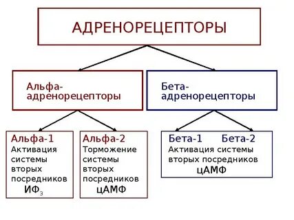 Адренорецепторы