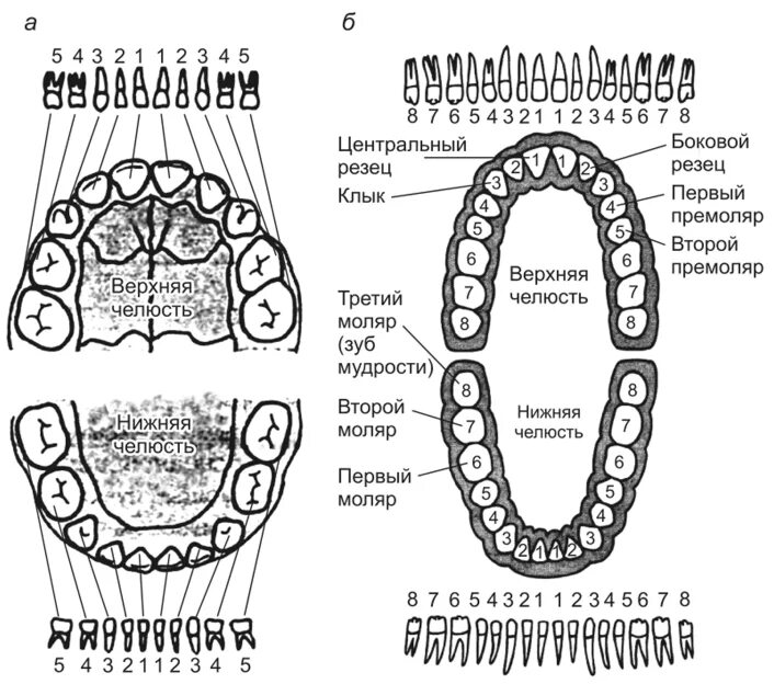 Строение корневых каналов зубов верхней челюсти. Схема строения зубов нижней челюсти. Топография каналов зубов верхней и нижней челюсти. Нижняя челюсть и верхняя челюсть зубной ряд.