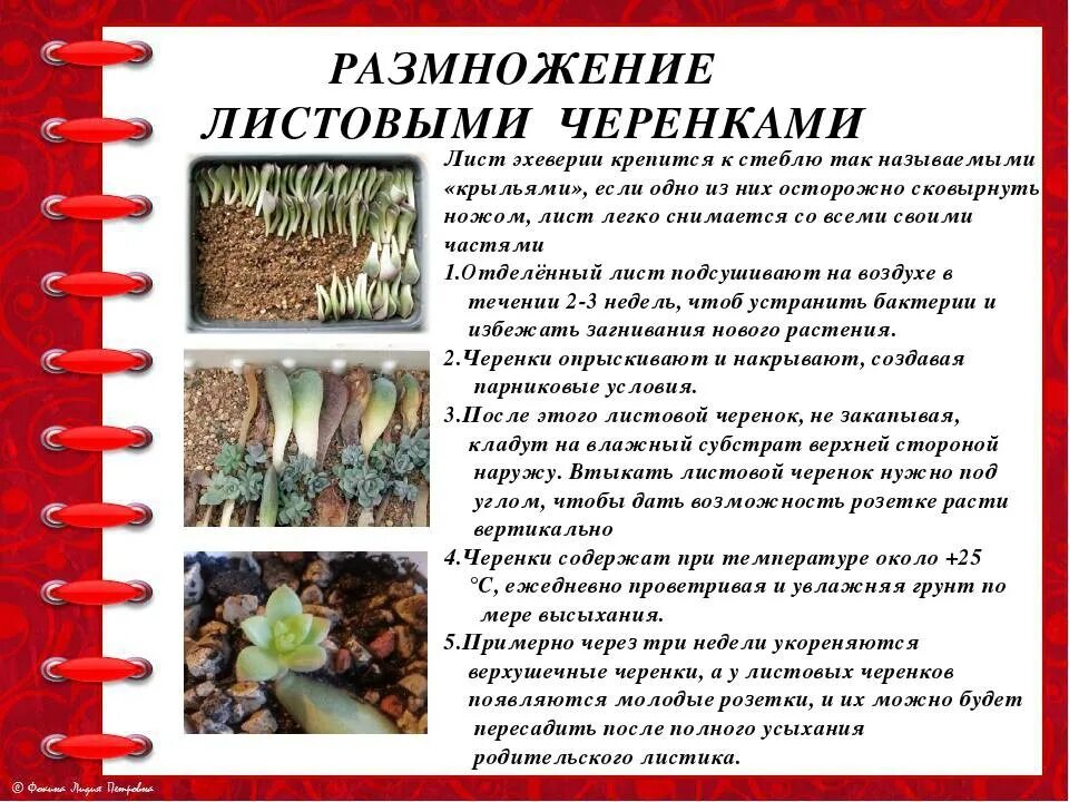 Способ размножения листовыми черенками. Эхеверия пурпузорум размножение листом. эхеверия размножение черенками. размножение листовыми черенками. эхеверия размножение листом.