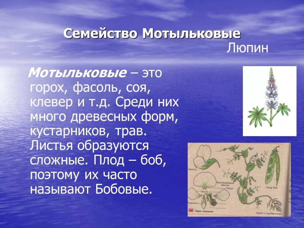 Клевер горох и сою