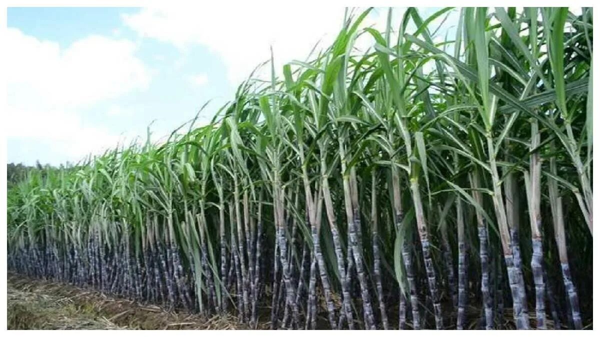 Сахарный тростник в Египте. Сахарный тростник в Бразилии. Сахарный тростник в Луизиане. Плантации сахарного тростника в Бразилии. Бразилия сахарный тростник