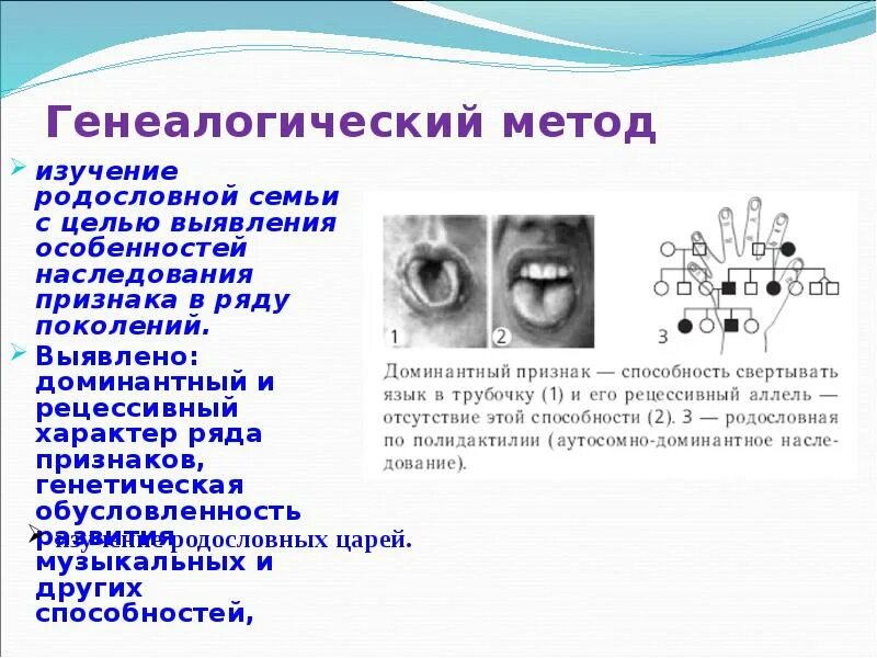 Генеалогический метод изучения генетики человека. Изучение наследования признаков в ряду поколений. Методы генетики скрещивание. Аутосомно-рецессивный тип наследования. Изучение наследования признаков в ряду поколений.