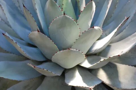 Agave
