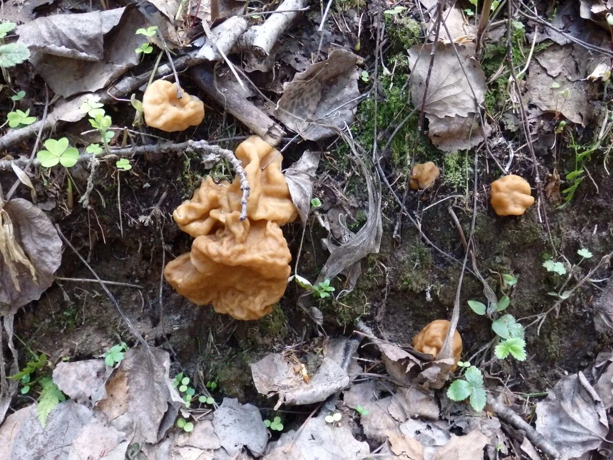 Первые грибы после зимы. Появляются первые грибы. Самые первые грибы. Когда появляются первые грибы в лесу. Когда на Урале появляются первые грибы.