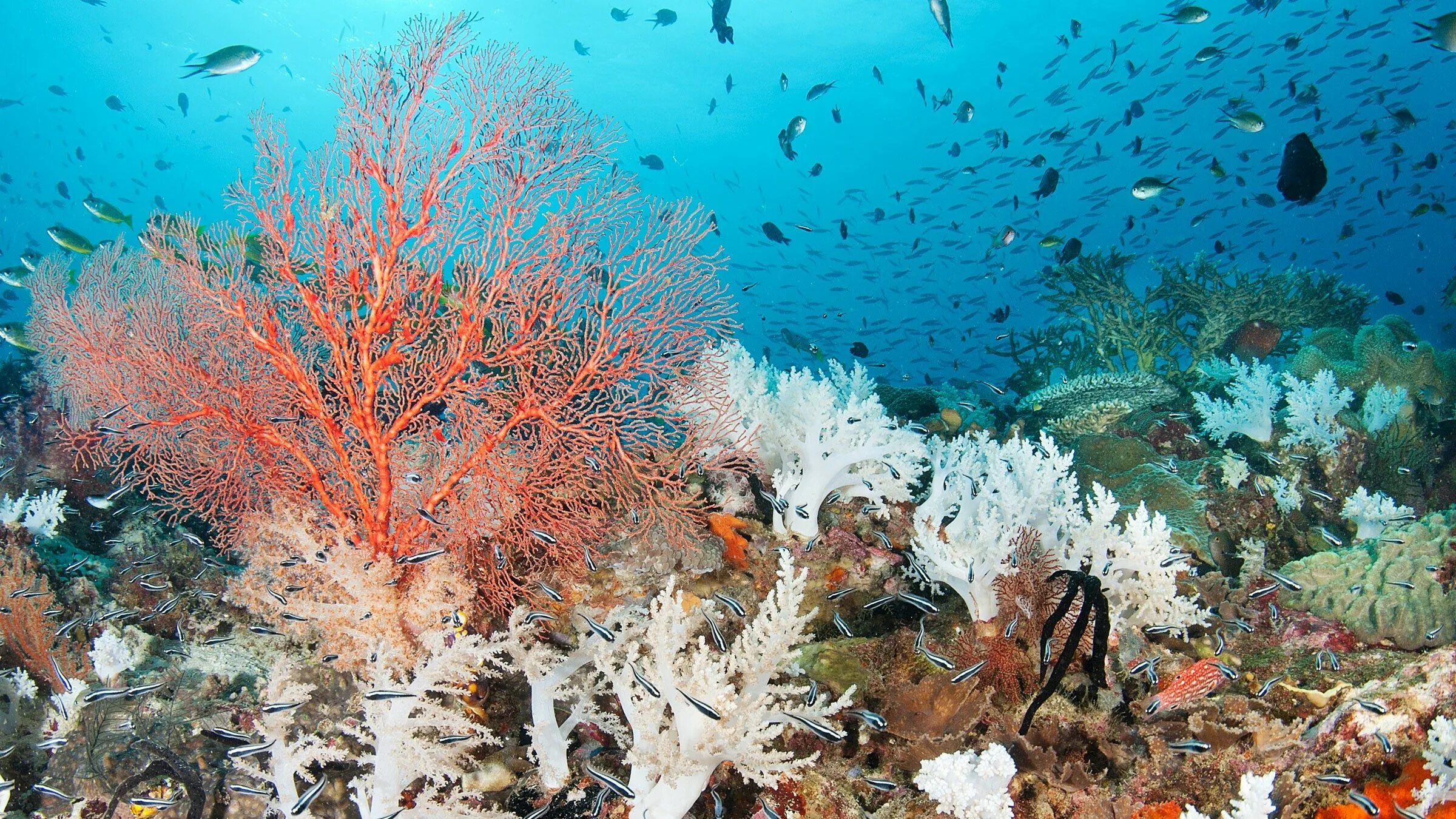The coral has. Атлантический океан коралловый риф. Ярусность кораллового рифа. Морские водоросли на рифе. Коралл циатофиллум.