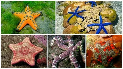 Морские звезды группа животных