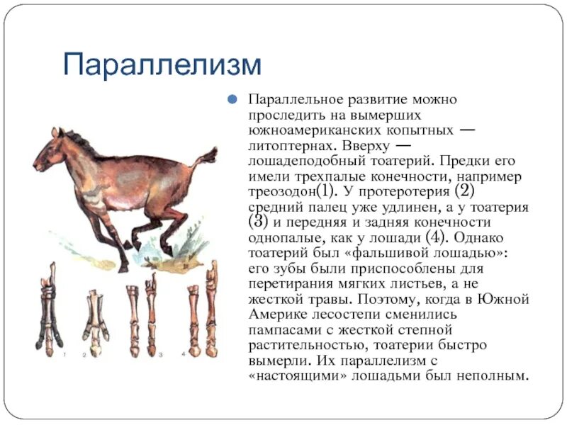 Параллелизм форма эволюции. Параллелизм (параллельное развитие). параллелизм примеры биология. параллелизм в эволюции примеры. параллельная эволюция примеры.