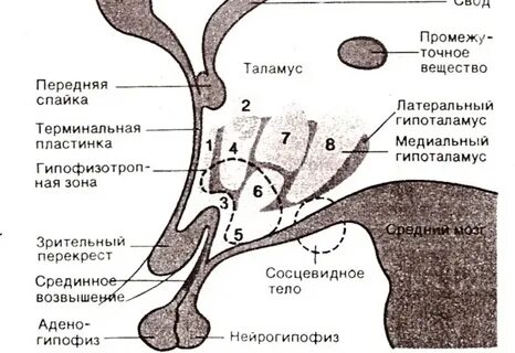 Анатомические образования гипоталамус