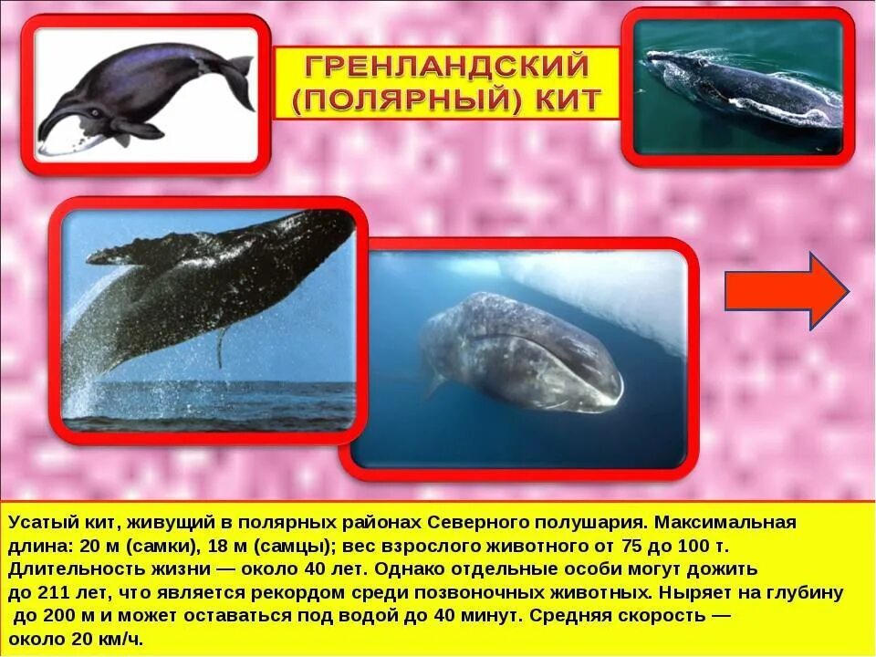 Кит относится к группе. Гренландский кит вес. Гренландский кит красная книга. Гренландский Полярный кит. Гренландский кит фото.