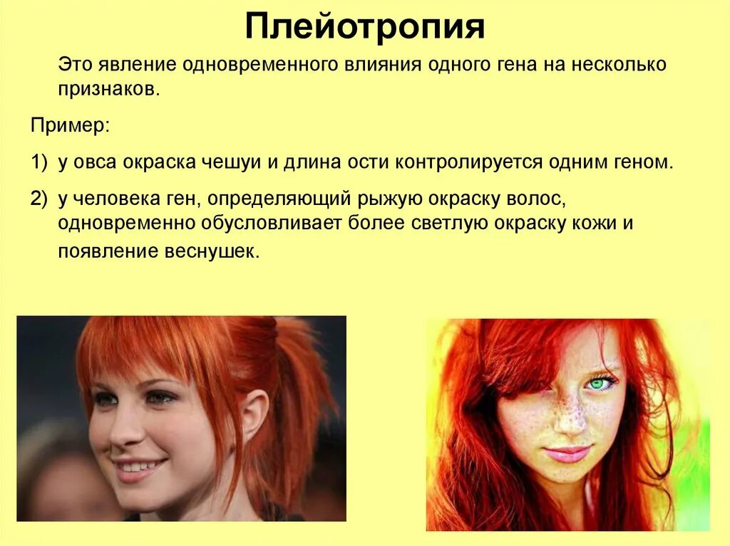 Какое происхождение волос. Плейотропия. Плейотропия примеры. Рыжий цвет. Примеры плейотропности у человека.