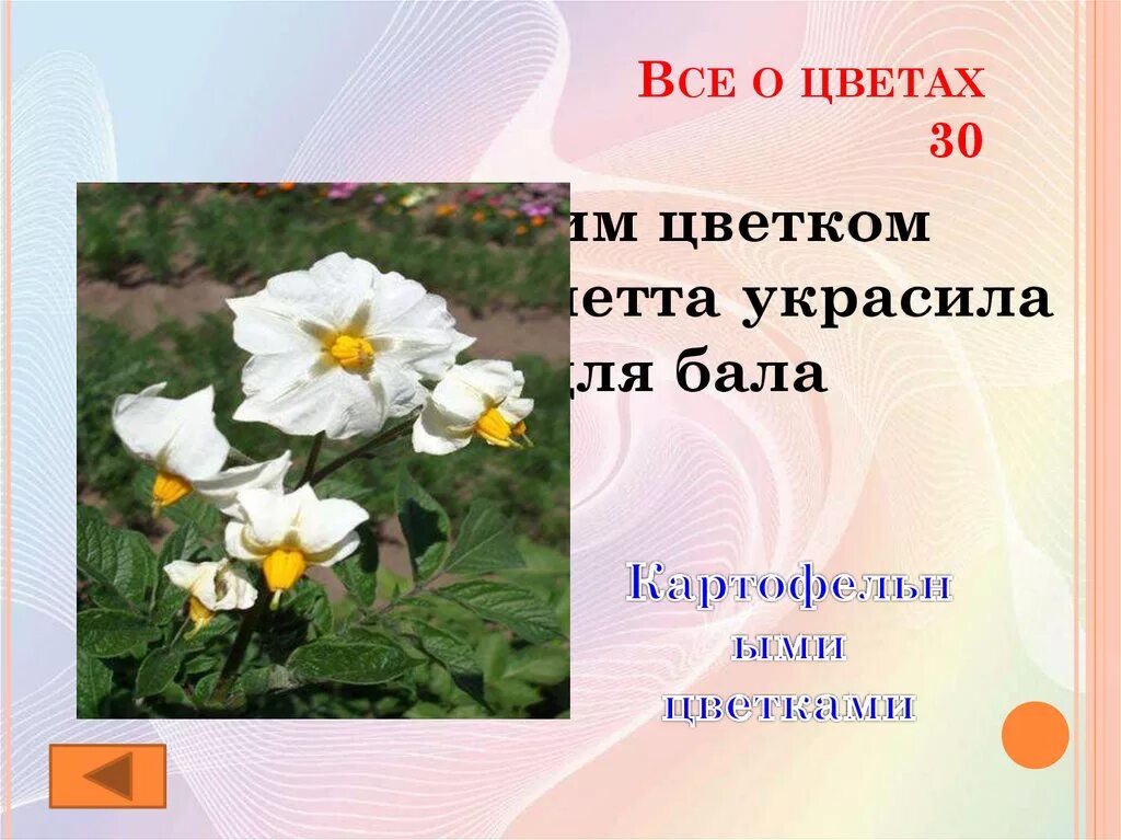Какой цветок является символом всероссийского дня семьи. Всё о цветах. Бал цветов презентация. Бала растение. Всё про цветы.