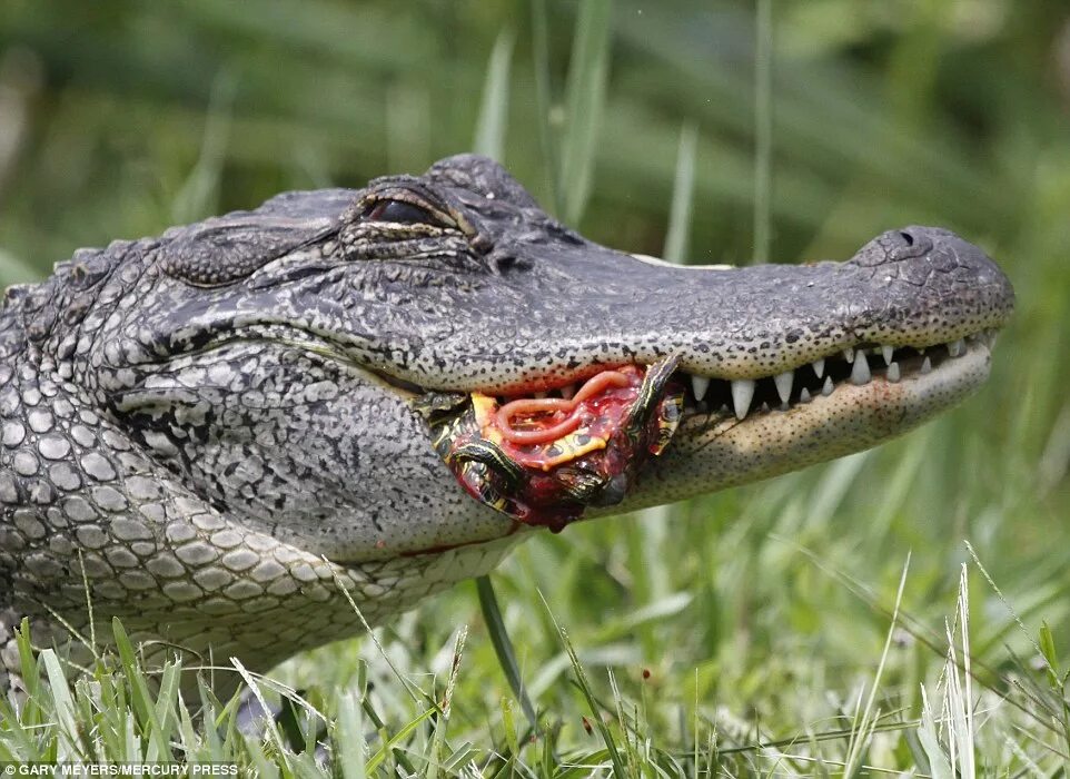 Here Are 8 Insane Living Things Eaten By Sharks Elite Readers
