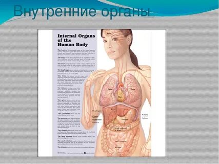Как расположены органы у человека в картинках