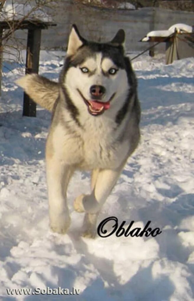 Хаски с голубыми глазами. Пожилой хаски. Старая хаски. Старая хаски. Порода сибирский хаски.