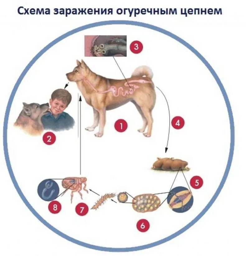 Может ли человек заразиться кошачьим. Жизненный цикл огуречного цепня схема. Дипилидиоз жизненный цикл животных. Жизненный цикл собачьего цепня. Жизненный цикл цепня собачьего Dipylidium caninum.