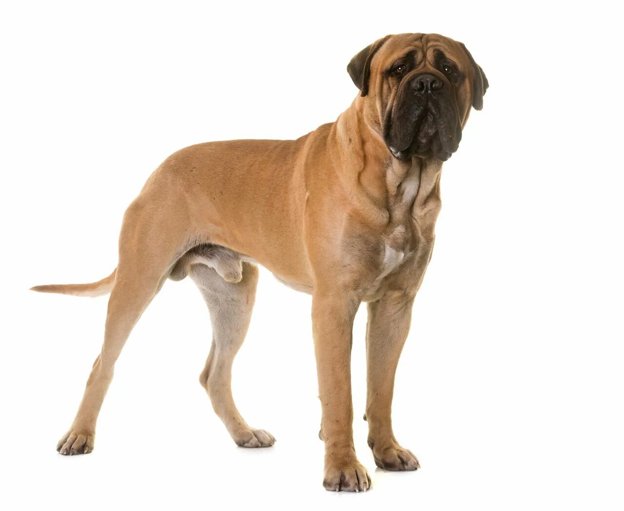 List of mastiff type breeds. List of mastiff type breeds