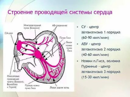 Центром автоматизма является