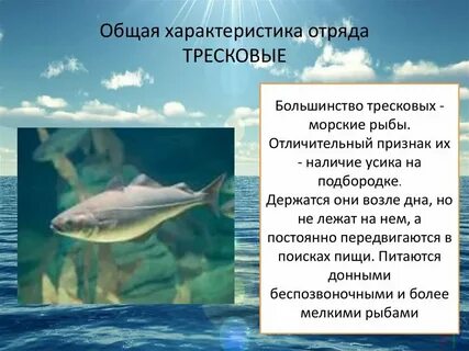 Морская рыба характеристика