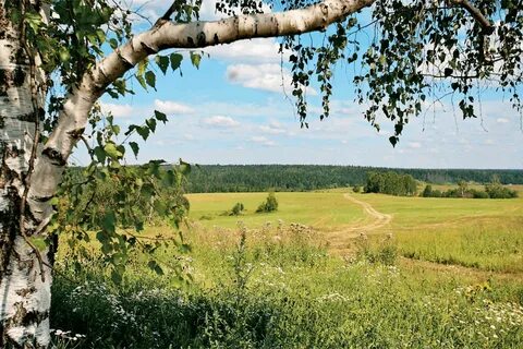 Просторы родины песни леса поля