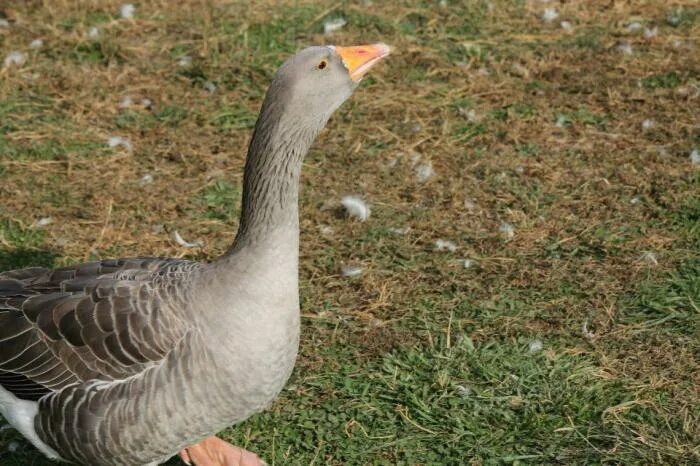 тулузская порода гусей. порода гусей серый великан.
