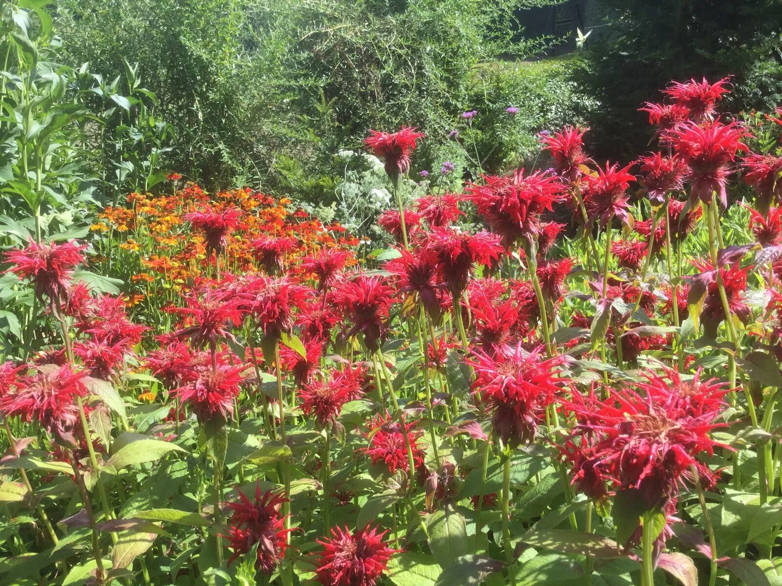 Бергамот цвет. Монарда croftway pink. Бергамот цвет. Монарда двойчатая. Цветок бергамот монарда.