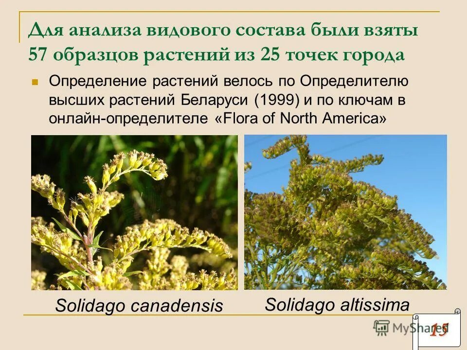 вид растений это определение. что такое вид в биологии 6 класс. охраняемые растения. двойные названия растений. лабораторные работы с растениями.