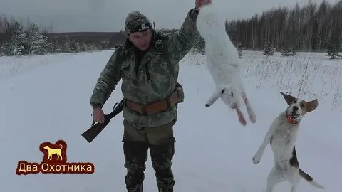 Охота на зайца 2024 год