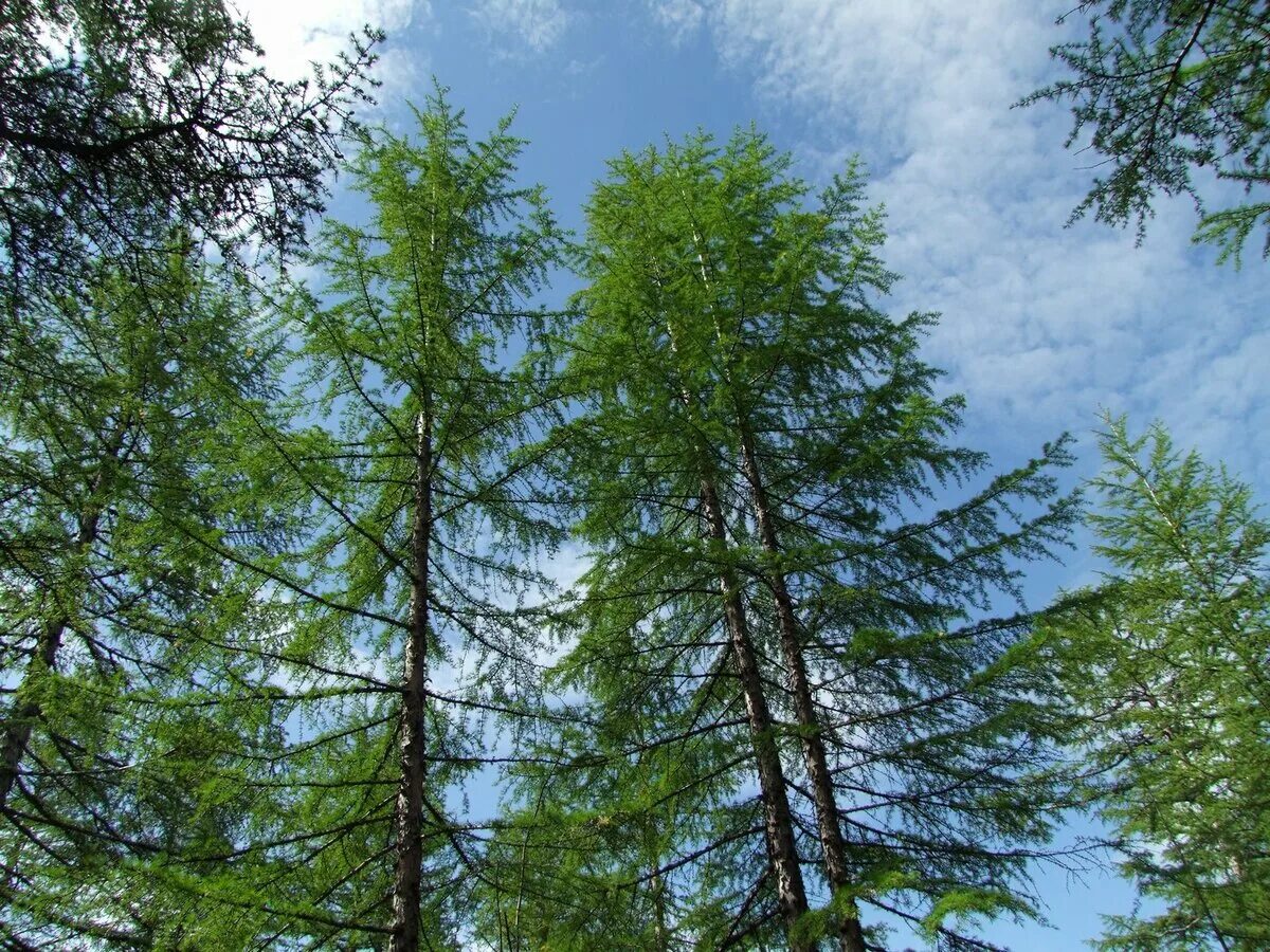 Лиственница Сибирская Larix sibirica. Лиственница Сибирская (Larix sibirica Ledeb.). Лиственница Даурская (Каяндера).. Лиственница Камчатская.