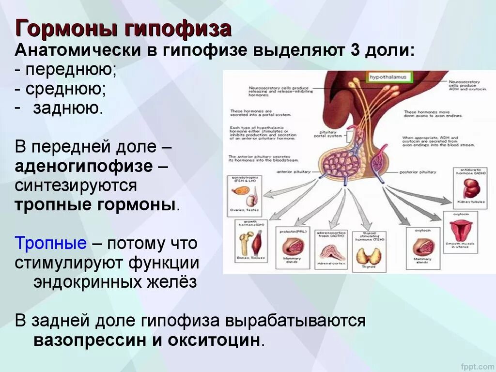 В гипофизе синтезируется гормон. Гормоны передней доли гипофиза 6 штук. Тропные гормоны гипофиза функции.