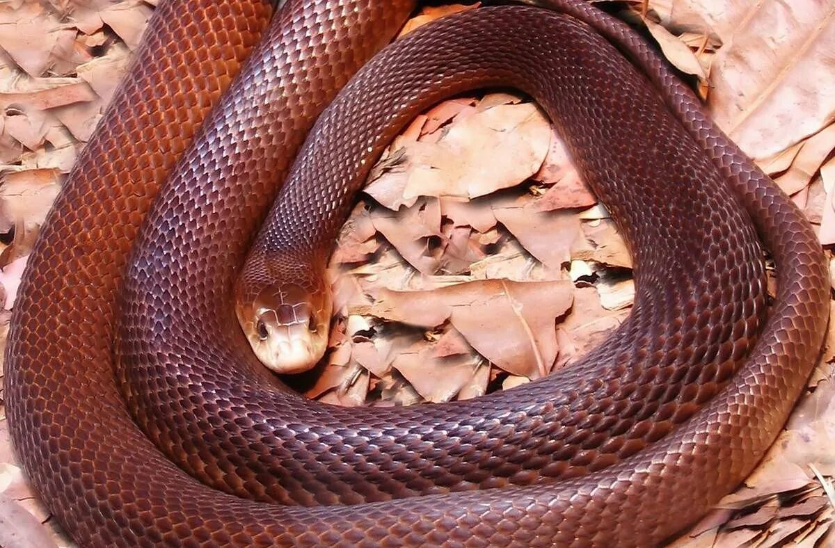 Самые ядовитые змеи фото. Прибрежный Тайпан. Австралийский Тайпан. Австралийский Тайпан змея. Ядовитая змея Тайпан.