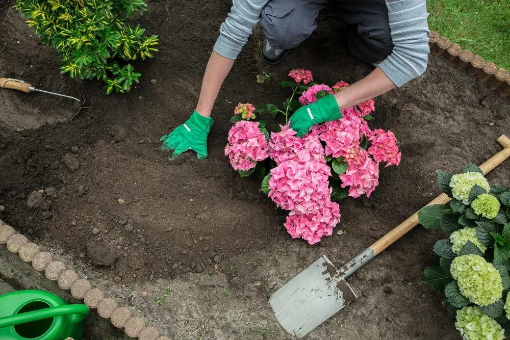 Можно ли сажать цветущие