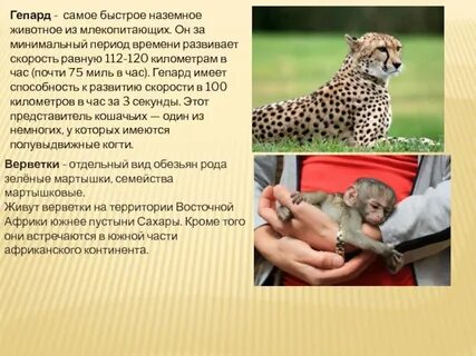 Животные обладают способностью к общению