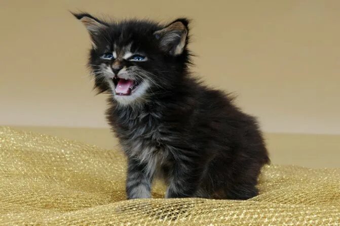 Котята мейн кун фото 1 месяц. Котята мейн-кун 1. Котёнок мейн кун кот 1 месяц. Мейн кун кошка 1 месяц. Котята мейн кун 1 месяц как выглядят.