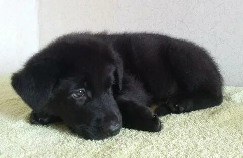 Черный щенок 3 месяца