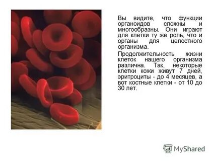 Срок жизни клетки