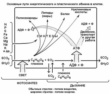 Какова взаимосвязь пластического и энергетического