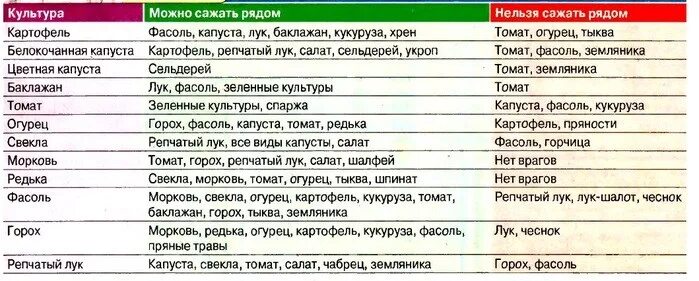 Какие культуры можно сажать рядом. Соседство овощей на грядках таблица. Лучшие соседи на грядке. Совместимость растений на грядке. После чегосажпть кьубнику.