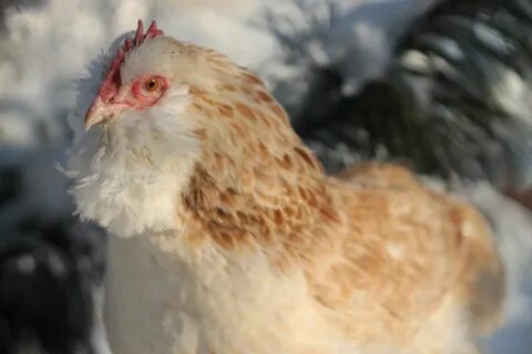 Февраль куры
