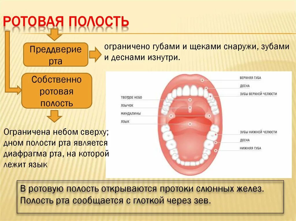 Полость рта что входит. Ротовая полость объём мл. Строение ротовой полости. Строение рта и ротовой полости. Ротовая полость строение анатомия.