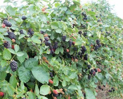 Ежевика бжезина описание характеристик