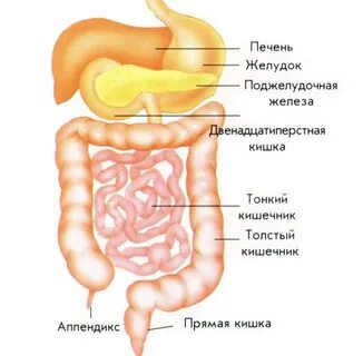 Назовите отделы желудочно кишечного тракта