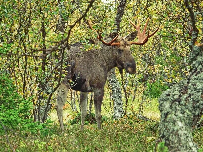 Уссурийский Лось. Соловки лоси. Природа Карелии лоси.