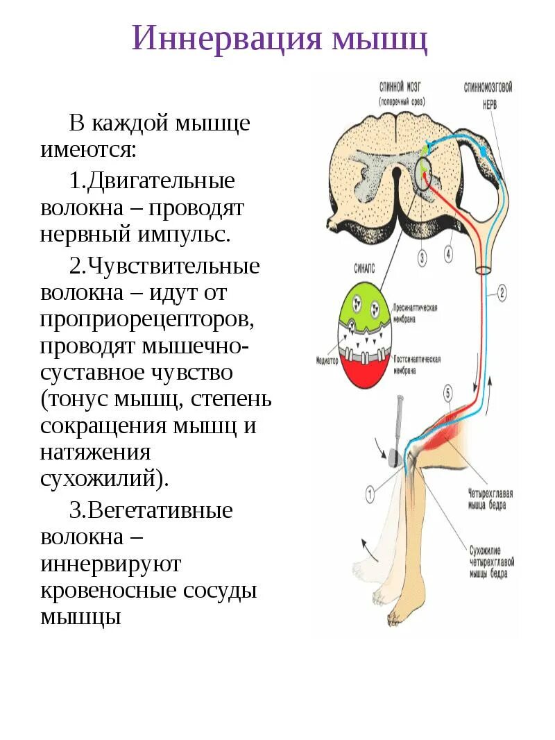 Где находится мышечное чувство. Иннервация. Иннервация мышц. Двигательная иннервация. Иннервация мышечных волокон.